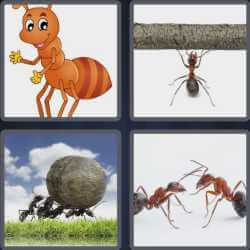 4 Pics 1 Word 3 Letters Ant