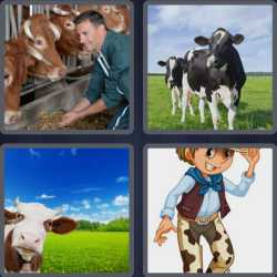 4 Pics 1 Word 3 Letters Cow