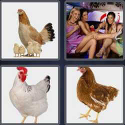 4 pics 1 word rooster