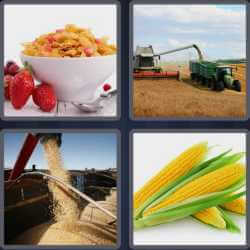4 Pics 1 Word 4 Letters Corn