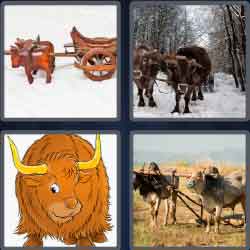 4 Pics 1 Word 4 Letters Level 3658 Oxen