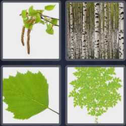 4 Pics 1 Word 5 Letters Birch