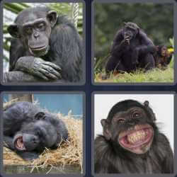 4 Pics 1 Word 5 Letters Chimp