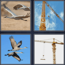 4 Pics 1 Word 5 Letters Crane