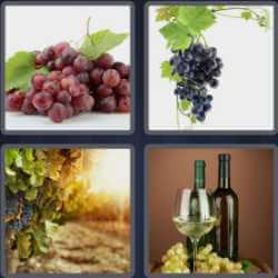 4 Pics 1 Word 5 Letters Grape