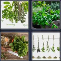 4 Pics 1 Word 5 Letters Herbs