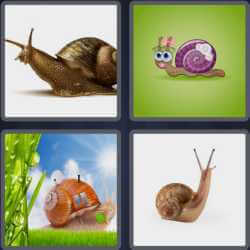 4 Pics 1 Word 5 Letters Snail