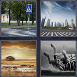 4 Pics 1 Word 5 Letters Zebra