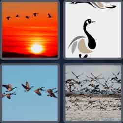 4 Pics 1 Word 5 Letters Geese