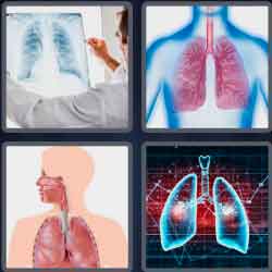 4 Pics 1 Word 5 Letters Lungs