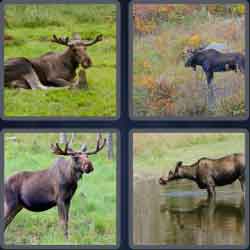 4 Pics 1 Word 5 Letters Moose