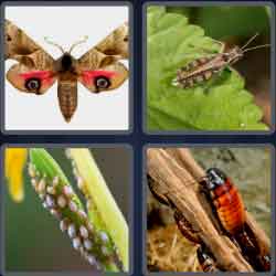 4 Pics 1 Word 5 Letters Pests