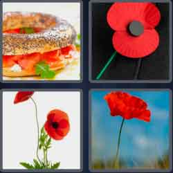 4 Pics 1 Word 5 Letters Poppy