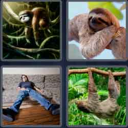 4 Pics 1 Word 5 Letters Sloth