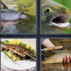 4 Pics 1 Word 5 Letters Trout