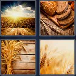 4 Pics 1 Word 5 Letters Wheat