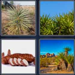 4 Pics 1 Word 5 Letters Yucca