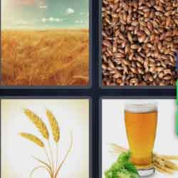 4 Pics 1 Word 6 Letters Barley