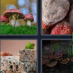 4 Pics 1 Word 6 Letters Fungus