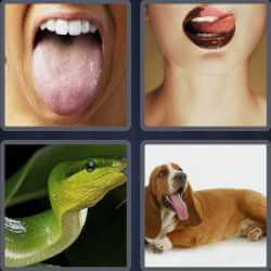 4 Pics 1 Word 6 Letters Tongue