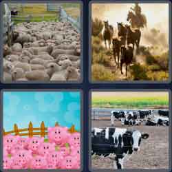 4 Pics 1 Word 6 Letters Corral