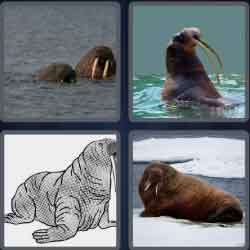 4 Pics 1 Word 6 Letters Walrus