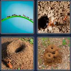 4 Pics 1 Word 7 Letters Anthill