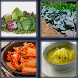 4 Pics 1 Word 7 Letters Cabbage