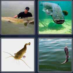 4 Pics 1 Word 7 Letters Catfish