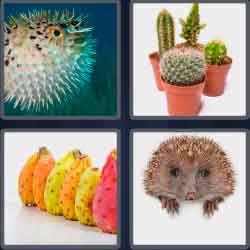 4 Pics 1 Word 7 Letters Level 3722 Prickly