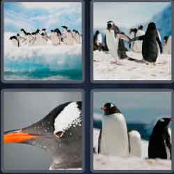 4 Pics 1 Word 7 Letters Penguin