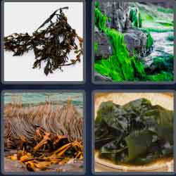 4 Pics 1 Word 7 Letters Seaweed