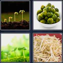 4 Pics 1 Word 7 Letters Sprouts