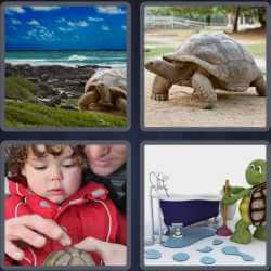 4 Pics 1 Word 8 Letters Tortoise