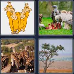 4 Pics 1 Word 8 Letters Vultures
