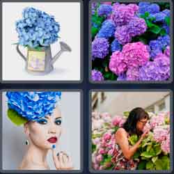 4-pics-1-word-9-letters-hydrangea