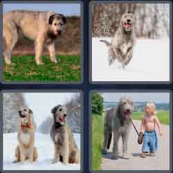 4 Pics 1 Word 9 Letters Wolfhound